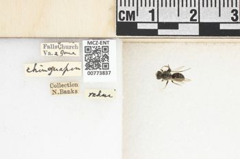 Media type: image;   Entomology 773837 Aspect: Labels